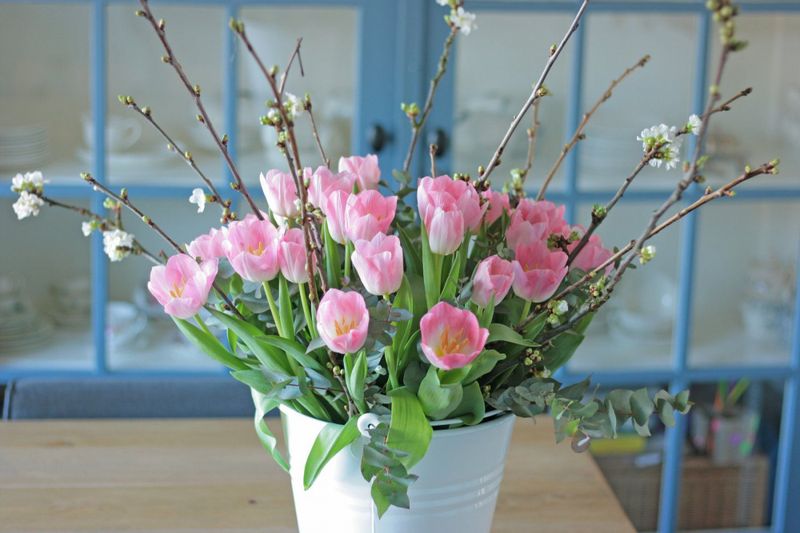 Tulipan 'Dynasty', Triumph - 10 stk