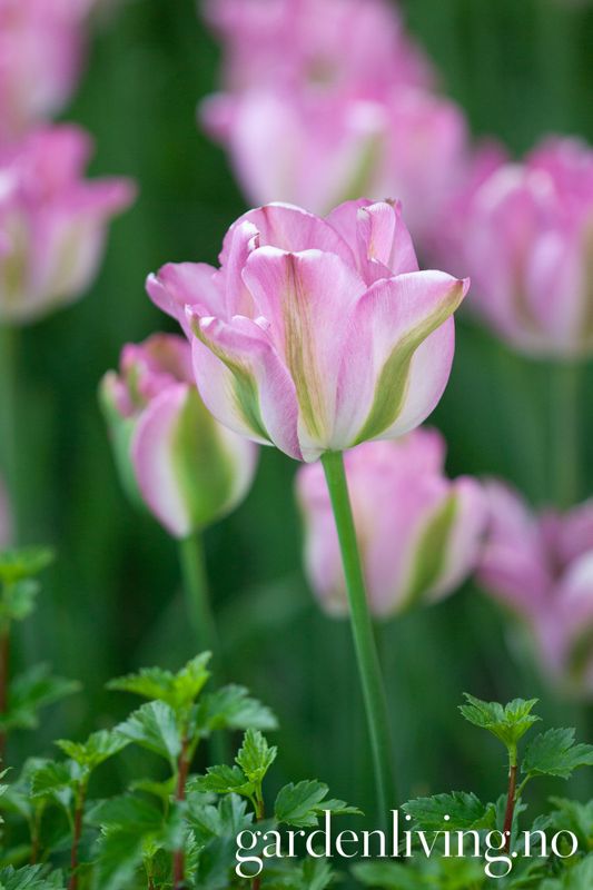 Tulipan 'Groenland', viridifloragruppen - 8 stk