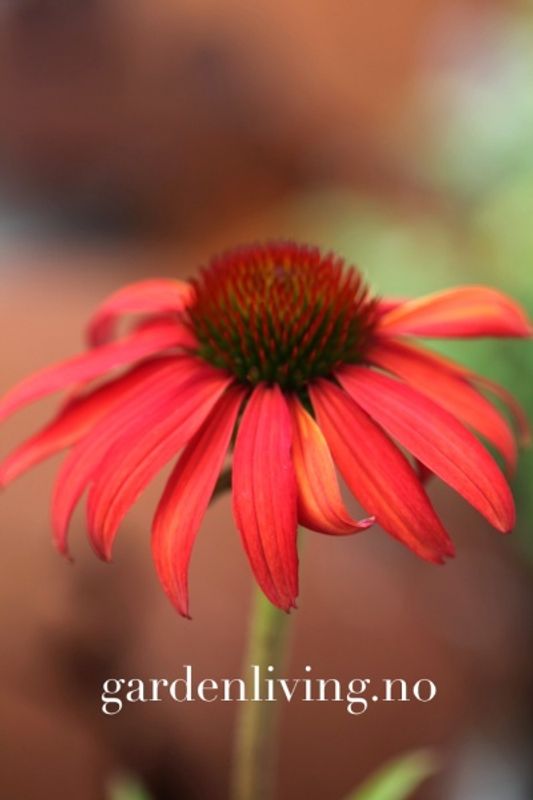 Purpursolhatt ’Tomato Soup’ - Echinacea 