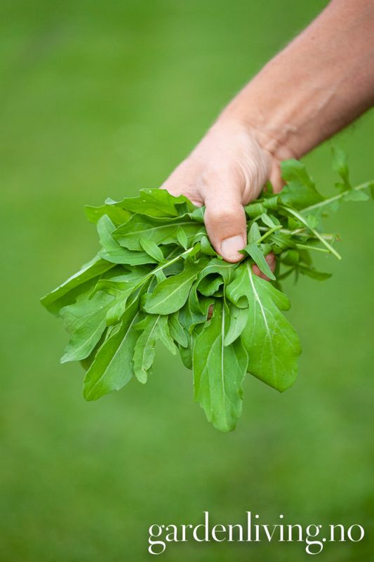 Ruccola - Eruca sativa, Organic