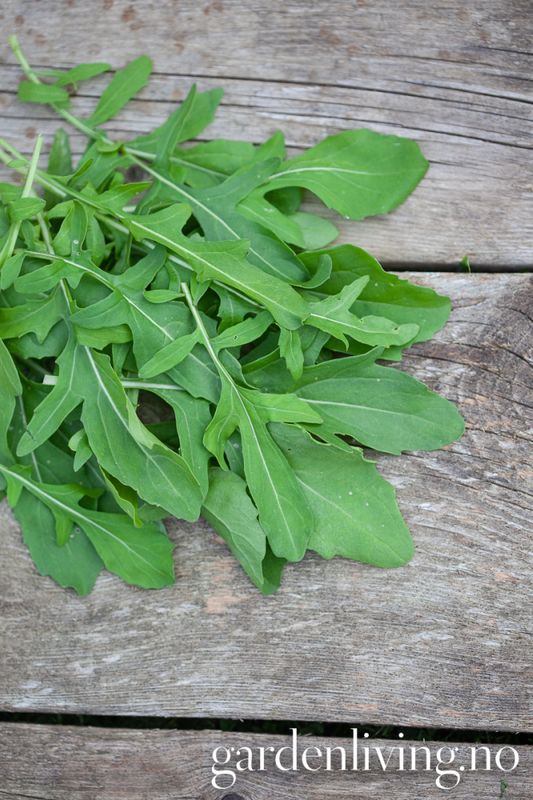 Ruccola - Eruca sativa, Organic