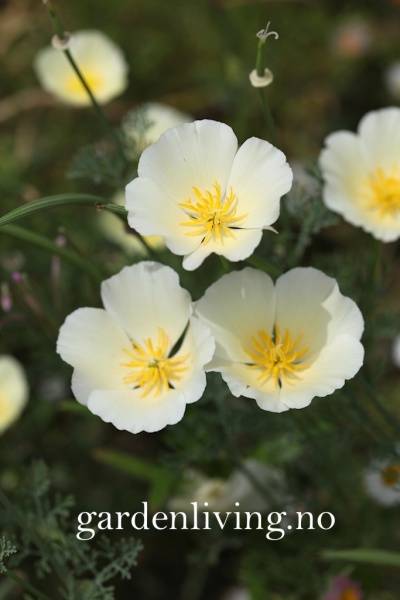 Hovedbilde Kaliforniavalmue 'Ivory Castle' - Eschscholtzia californica ...