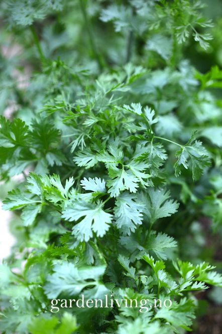 Hovedbilde Koriander 'Cilantro' - Coriandrum sativum, Organic