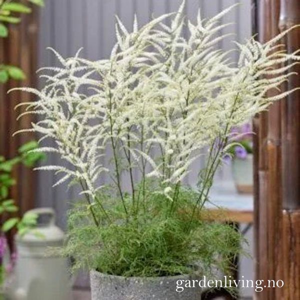 Hovedbilde Skogskjegg 'Silver Filigree' - Aruncus dioicus
