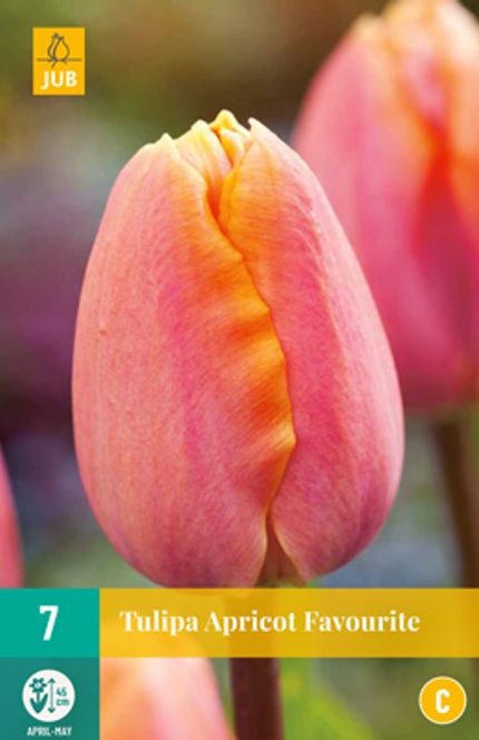 Hovedbilde Tulipan 'Apricot Favourite' - triumphtulipan - 7 stk