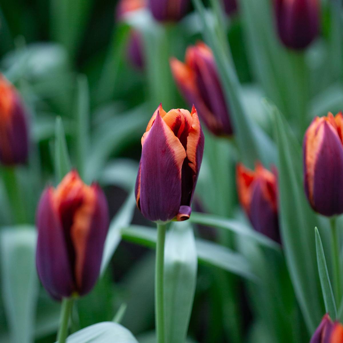 Tulipan 'Slawa' - 10 stk
