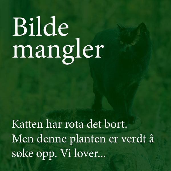 Hovedbilde Historisk tulipan 'Merry Blossem’ - Tulipa - 1 stk