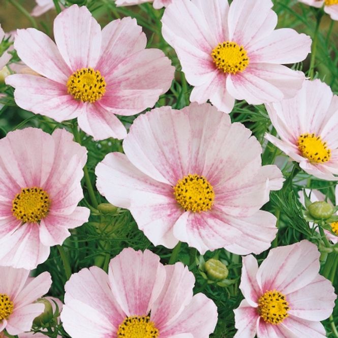 Hovedbilde Pyntekorg 'Versailles Blush' - Cosmos bipinnatus