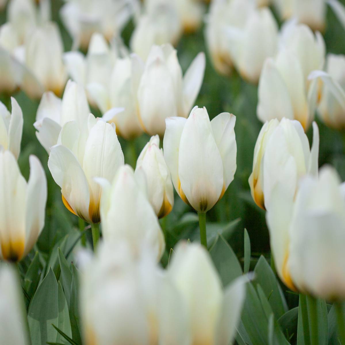 Tulipan 'Concerto', fosterianahybrid - 10 stk