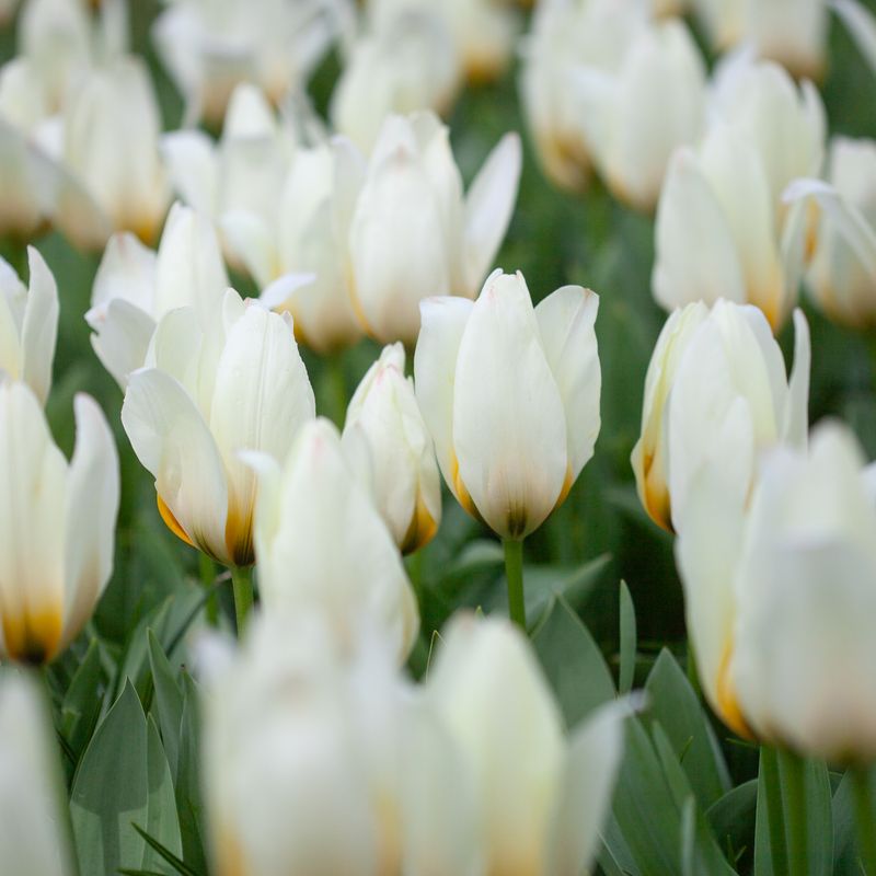 Tulipan 'Concerto', fosterianahybrid - 10 stk