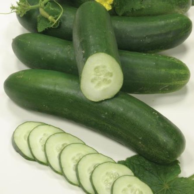 Hovedbilde Slangeagurk 'Swing' F1 mini - Cucumis sativus