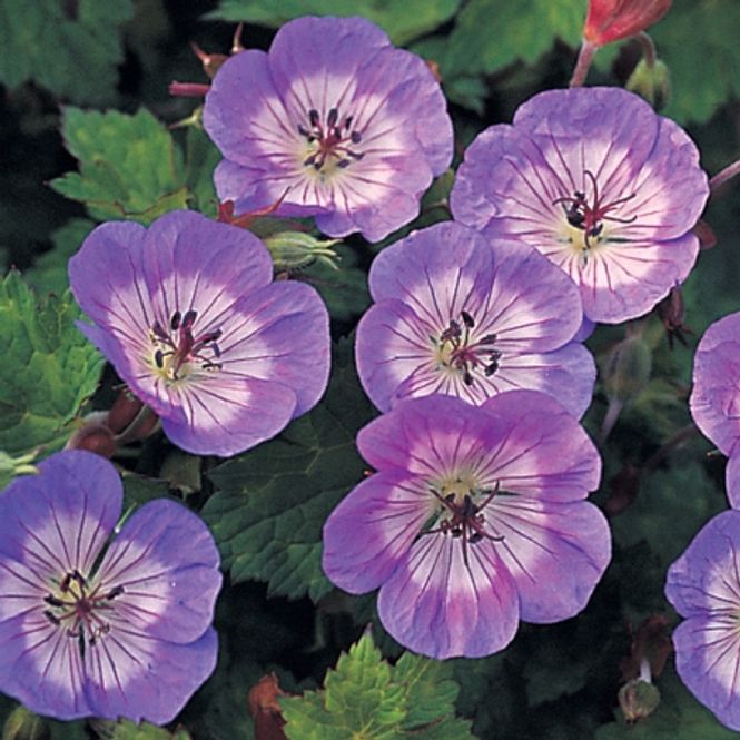 Hovedbilde Storkenebb 'Buxton's Blue' - Geranium wallichianum