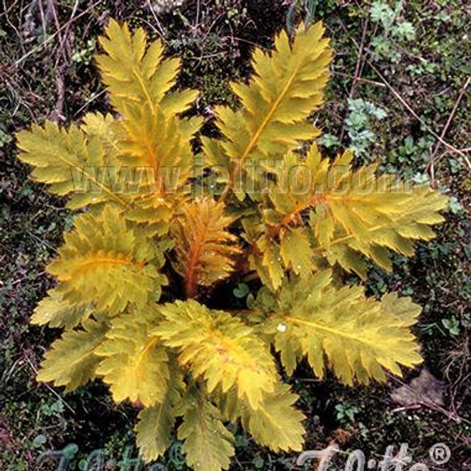Hovedbilde Valmuesøster - Meconopsis paniculata