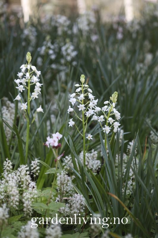 Spaniablåstjerne 'Alba' - Hyasinthoides hispanica - 10 stk