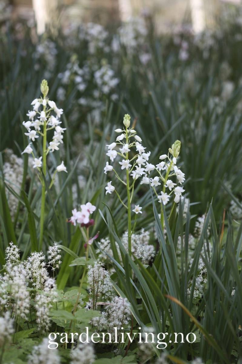 Spaniablåstjerne 'Alba' - Hyasinthoides hispanica - 10 stk