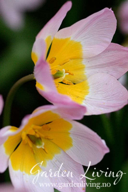 Tulipa saxatilis subsp. bakeri 'Lilac Wonder' - 15 stk
