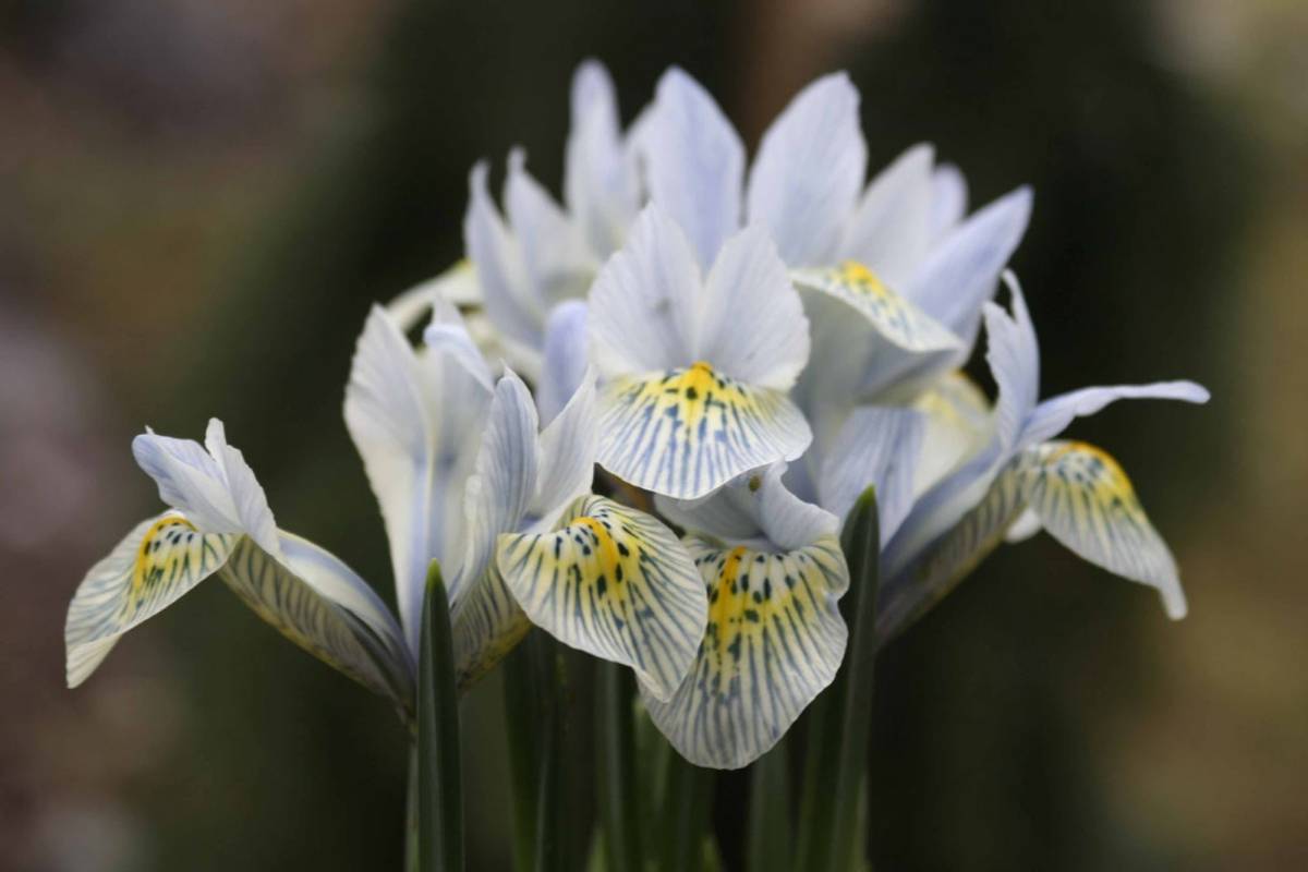 Våriris 'Katharine Hodgkin’ - Iris - 10 stk
