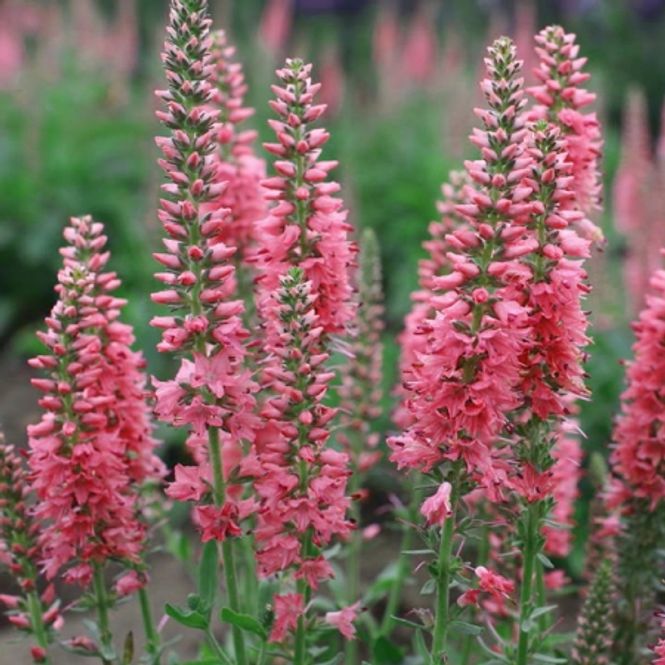 Hovedbilde Storveronika 'Pink Shades' - Veronica longifolia