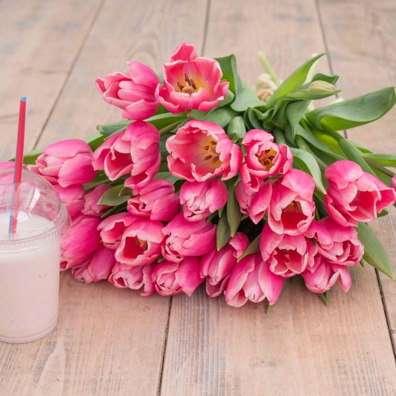 Tulipan 'Milkshake', triumph - 10 stk
