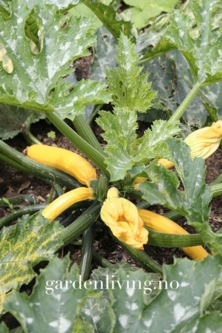 Hovedbilde Squash 'Gold Rush' F1 - Cucurbita pepo