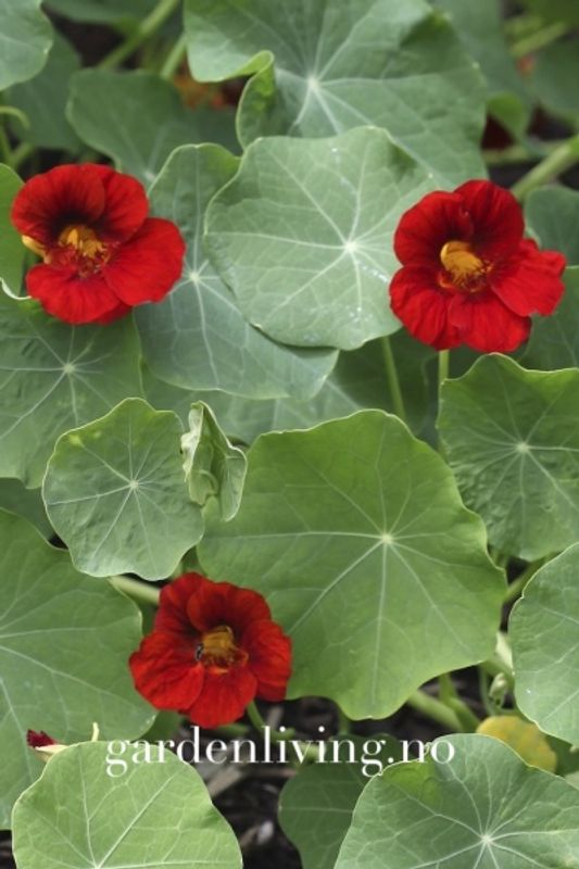 Blomkarse 'Mahogany Gleam' - Tropaeolum majus
