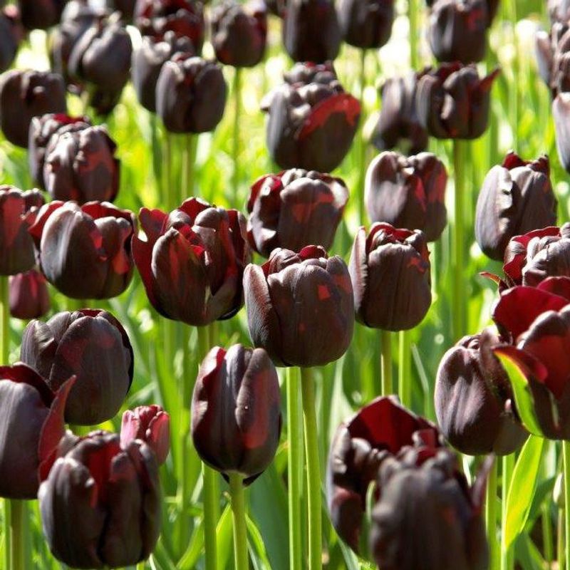 Tulipan 'Paul Scherer', triumph - 10 stk