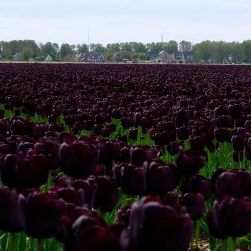 Tulipan 'Paul Scherer', triumph - 10 stk