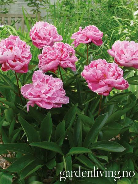 Hovedbilde Silkepion 'Doctor Alexander Fleming' - Paeonia lactiflora