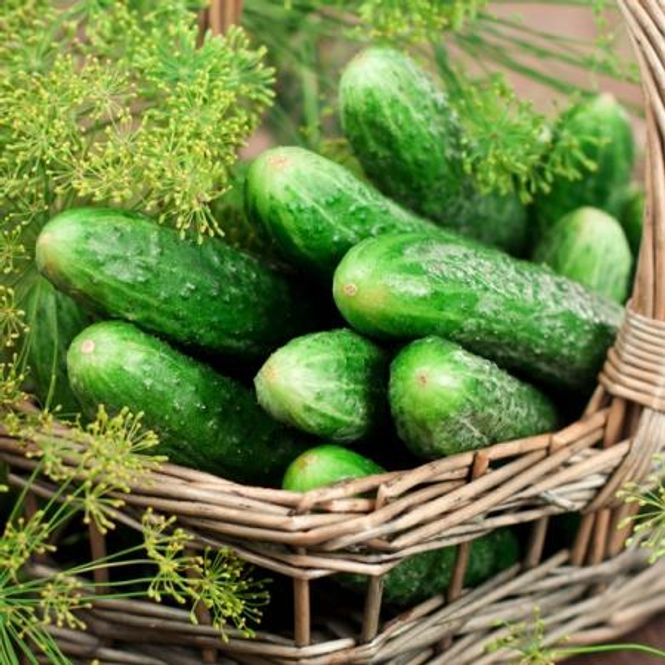 Hovedbilde Sylteagurk 'Vert Petit De Paris' - Cucumis sativus