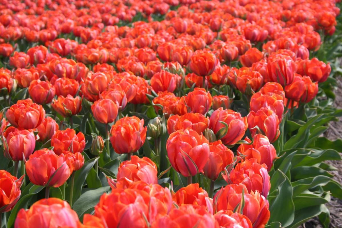 Tulipan 'Queensday', sen dobbel - 10 stk