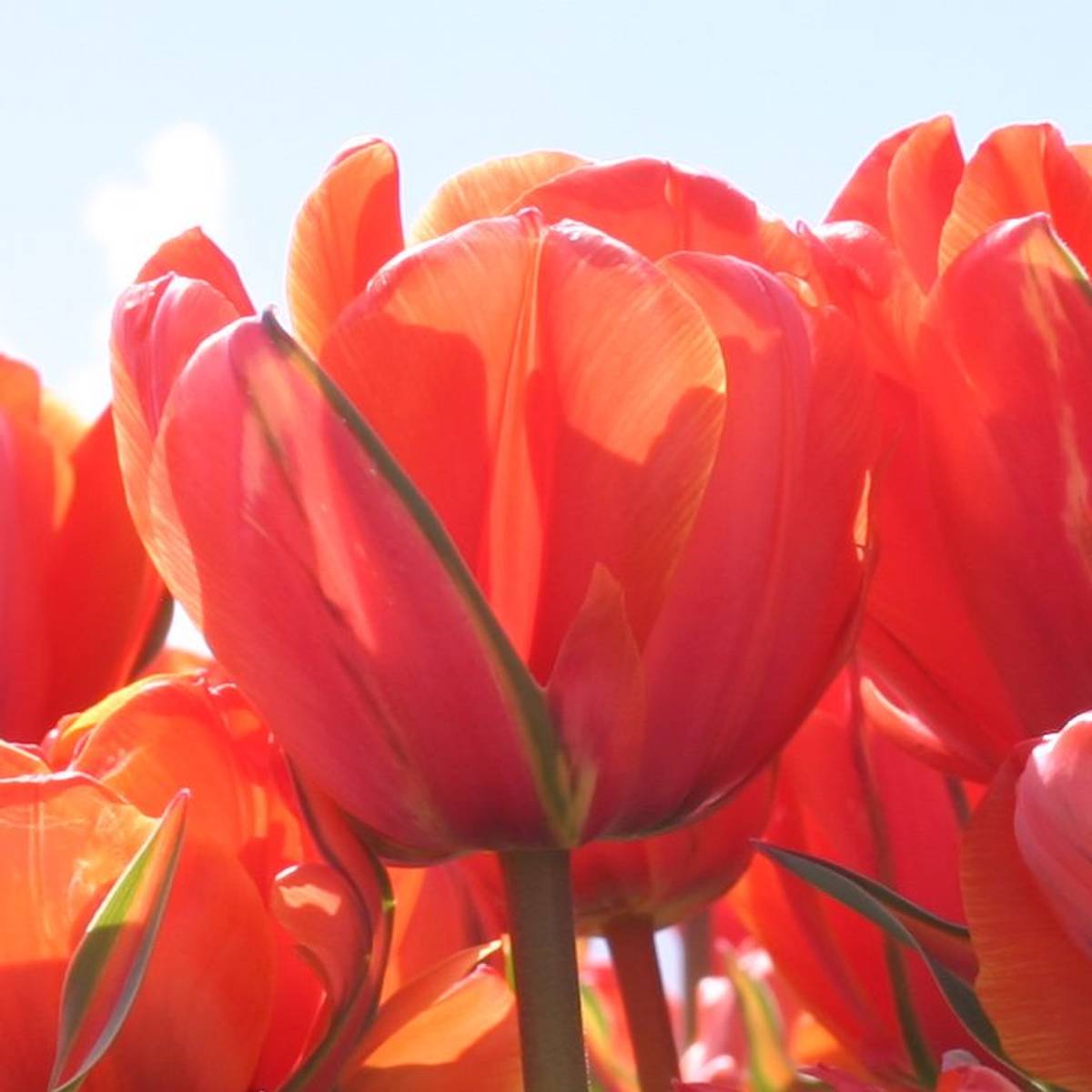 Tulipan 'Queensday', sen dobbel - 10 stk