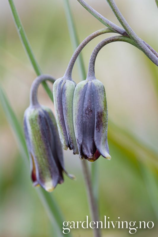 Fritillaria elwesii - 3 stk