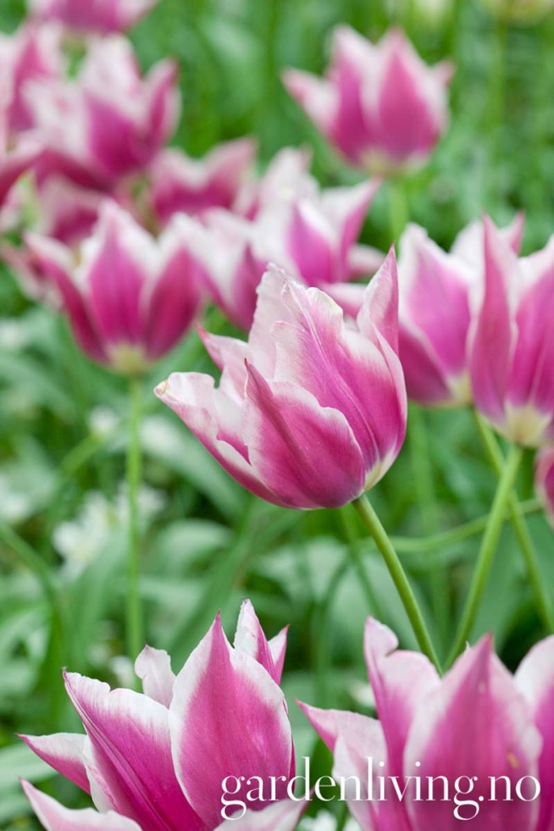 Tulipan 'Claudia', Liljeblomstrende - 7 stk