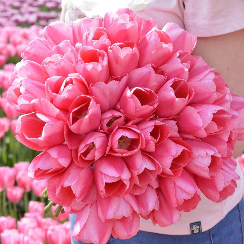 Tulipan 'Sissi', triumph - 10 stk