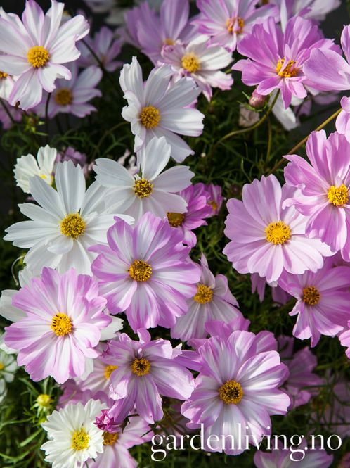 Hovedbilde Pyntekorg 'Apollo Lovesong' - Cosmos bipinnatus