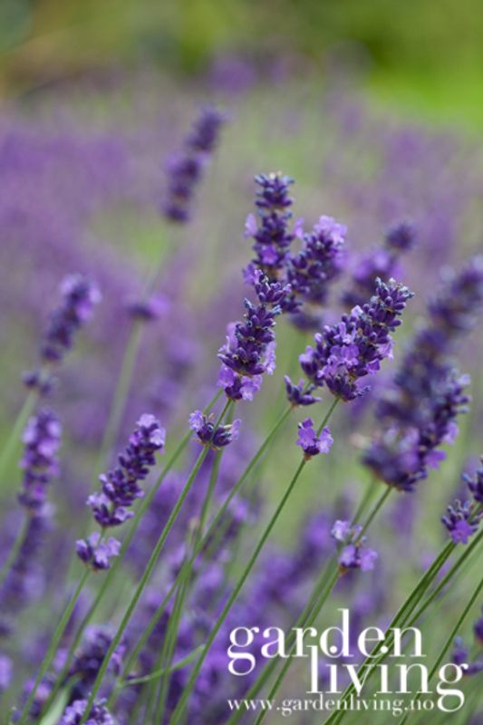 Lavendel 'Hidcote Blue' - Lavandula angustifolia