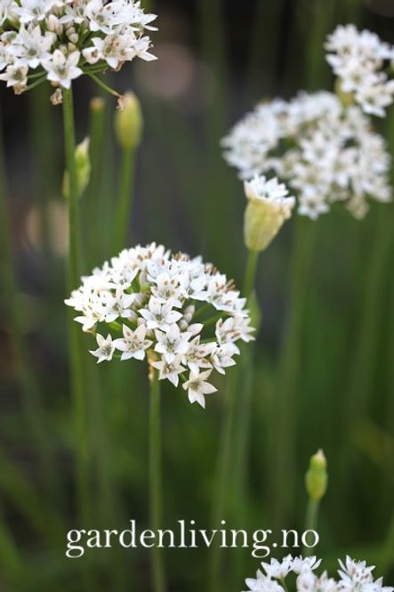 Hovedbilde Kinesisk gressløk - Allium tuberosum