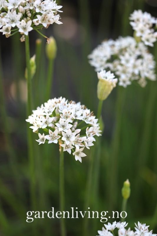 Kinesisk gressløk - Allium tuberosum