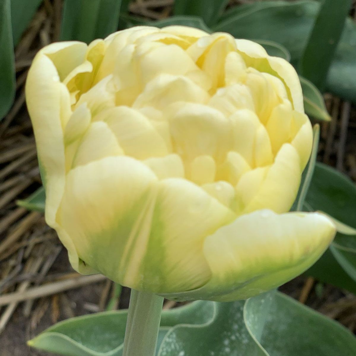 Tulipan 'Yukon', Sen Dobbel - 10 stk