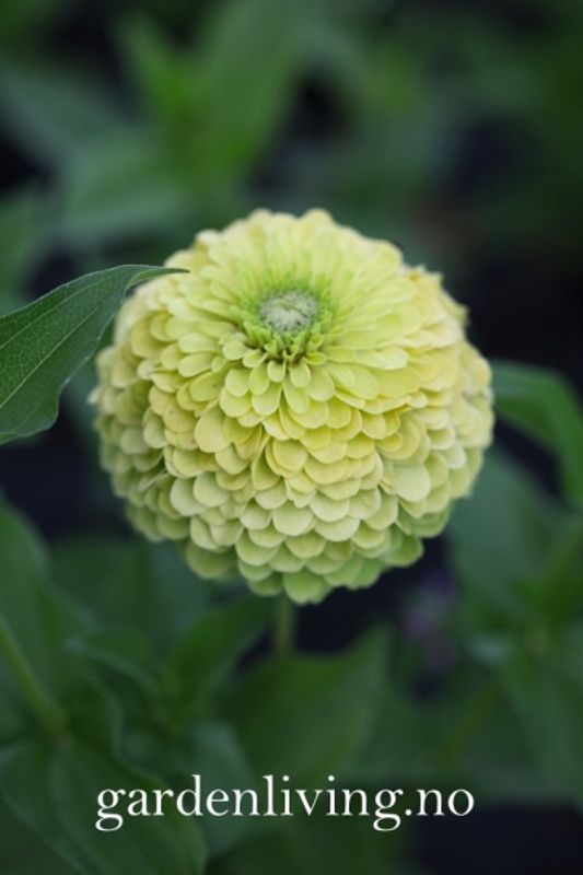 Sinnia 'Envy' - Zinnia elegans