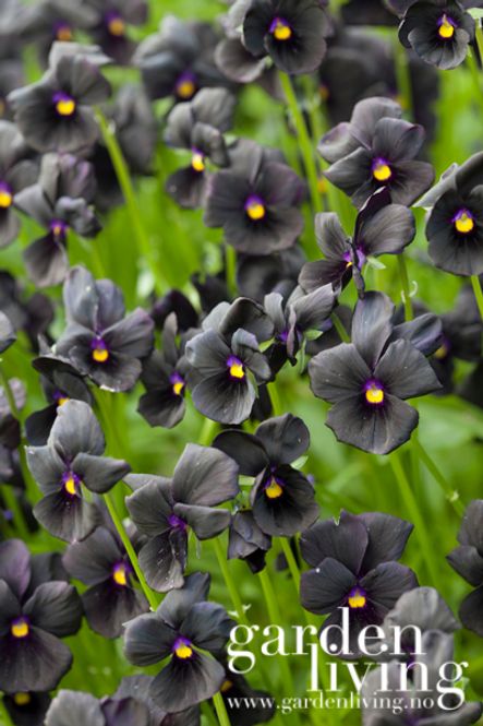 Hovedbilde Fiol 'Molly Sanderson' - Viola 