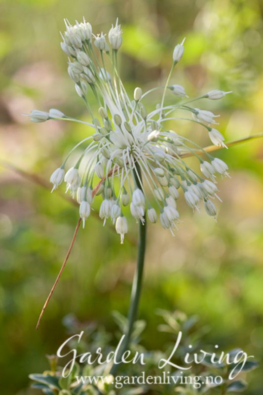 Hvit rosenløk - Allium carinatum f. album - 4 stk