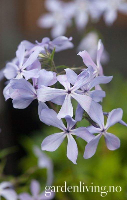 Skogfloks 'Clouds of Perfume' - Phlox divaricata
