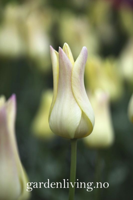 Tulipan 'Elegant Lady', liljeblomstrende - 8 stk