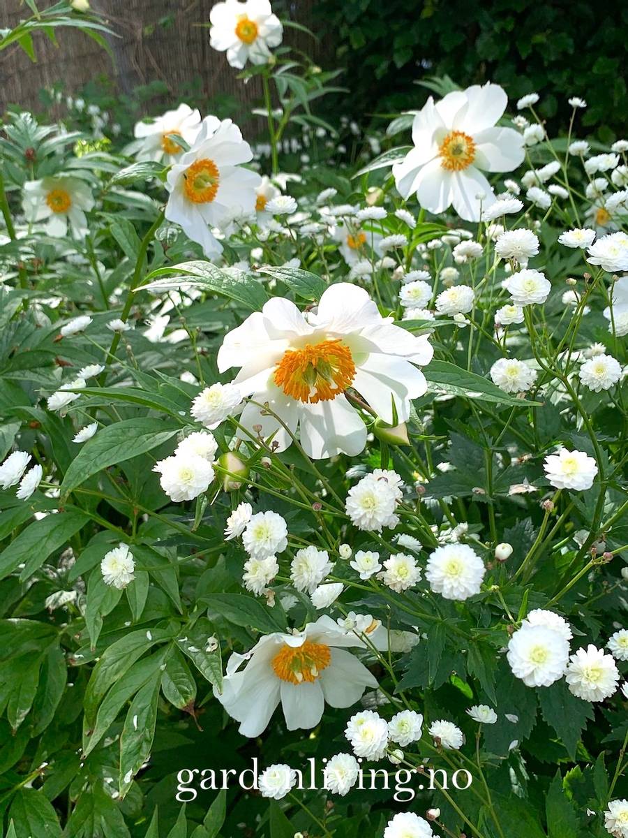 Himalayapion 'Late Windflower' - Paeonia emodi