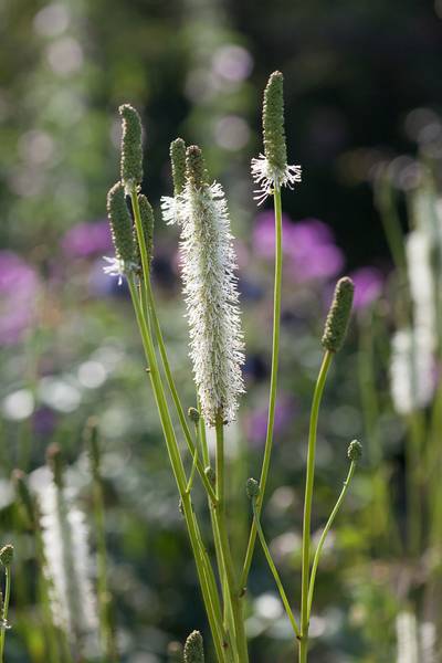 Hovedbilde Kanadablodtopp - Sanguisorba canadensis