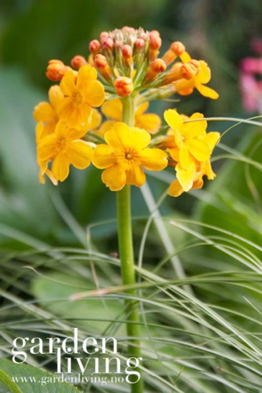 Primula bulleyana