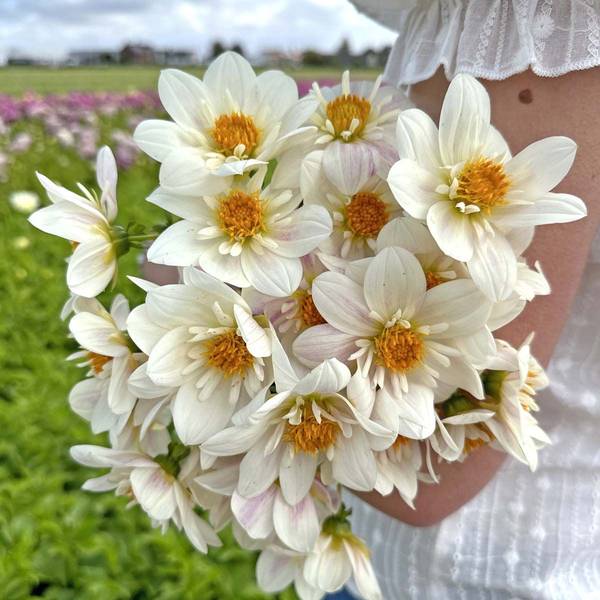 Hovedbilde Georgine 'Impression Flamenco', lav - Dahlia x cultorum, 1 ...