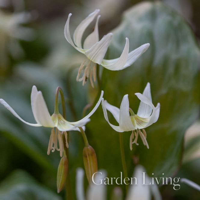Hovedbilde Hundetann ’White Beauty' - Erythronium californicum 1 ...