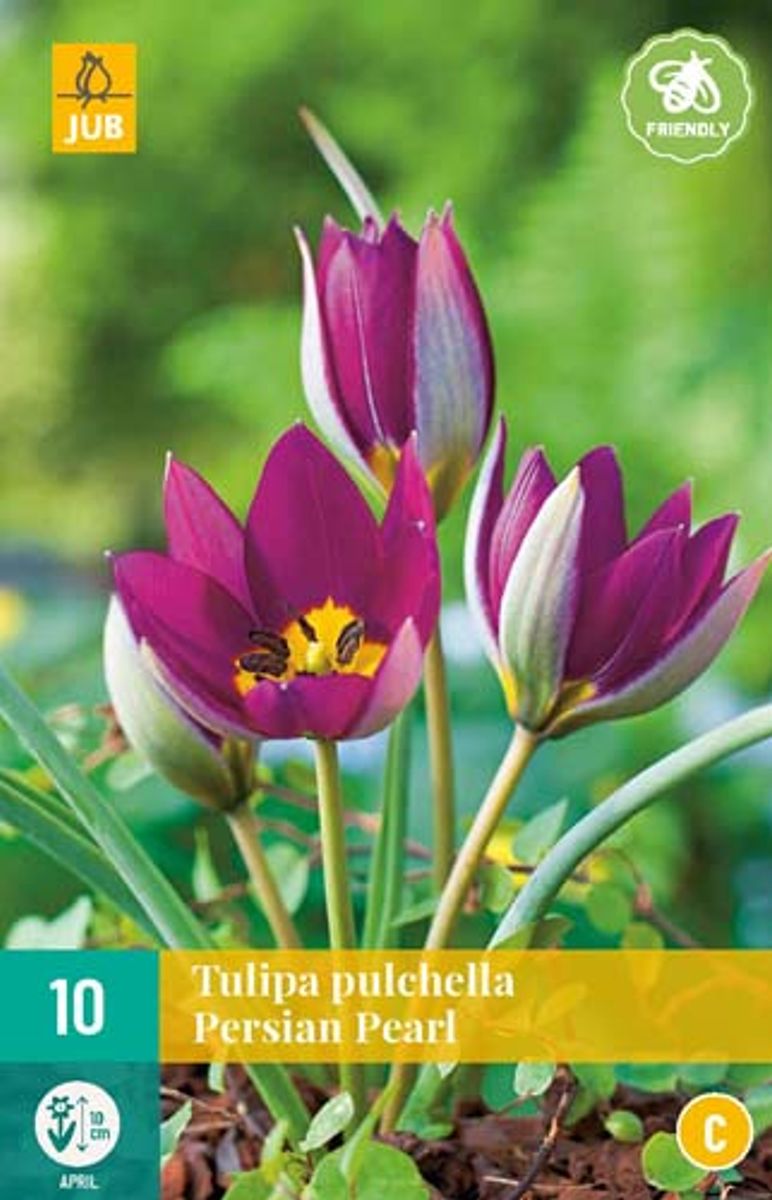 Yndetulipan ’Persian Pearl’ - Tulipa humilis - 10 st